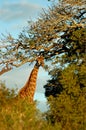 Giraffe by tall trees