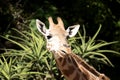 this is a young giraffe