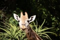 this is a close up of a young giraffe