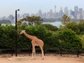Giraffe Taronga City Royalty Free Stock Photo