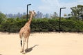 A giraffe in Taronga Zoo Australia