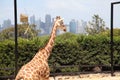 A giraffe in Taronga Zoo Australia