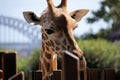Giraffe at Taronga Zoo.