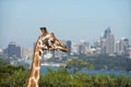 Giraffe at Taronga zoo, Sydney, Australia