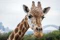 Giraffe at Taronga Zoo, Sydney, Australia