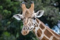 Giraffe at Taronga Zoo, Sydney, Australia