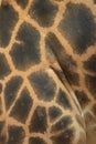 Giraffe texture