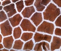 Giraffe Texture Royalty Free Stock Photo