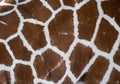 Giraffe texture Royalty Free Stock Photo