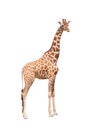 Giraffe to the utmost Royalty Free Stock Photo