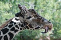 Giraffe tongue