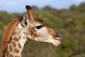 Giraffe tongue.