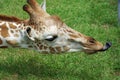 Giraffe Tongue