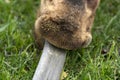 Giraffe tongue close up