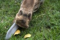 Giraffe tongue close up