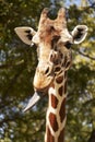 Giraffe with Tongue Sticking Out Royalty Free Stock Photo