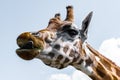 Giraffe With tongue sticking out Royalty Free Stock Photo