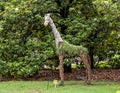 Giraffe topiary on display at the Fort Worth Botanic Garden, Texas.