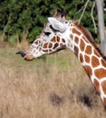 Giraffe toungue