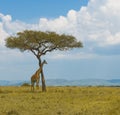 Giraffe and a tree Royalty Free Stock Photo