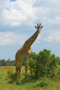Giraffe and a tree Royalty Free Stock Photo