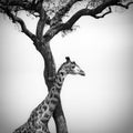 Giraffe and a tree Royalty Free Stock Photo