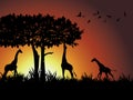 Giraffe ,tree and bird silhouetted against a dram