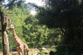 Giraffe with tree