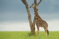 Giraffe and tree in natural landscape