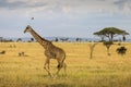 Giraffe with trees in background during sunset safari in Serengeti National Park, Tanzania. Wild nature of Africa Royalty Free Stock Photo