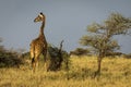 Giraffe with trees in background during sunset safari in Serengeti National Park, Tanzania. Wild nature of Africa Royalty Free Stock Photo