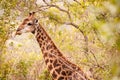 Giraffe in the Trees Royalty Free Stock Photo