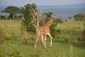 Giraffe Royalty Free Stock Photo