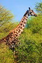 Giraffe among trees. Safari in Serengeti, Tanzania, Africa