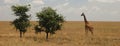 Giraffe And Trees In The Savannah Royalty Free Stock Photo