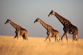 Giraffe trio in late afternoon light