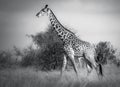 Giraffe in Tsavo West National Park Kenya East Africa. Black And White Royalty Free Stock Photo