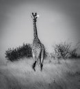 Giraffe in Tsavo West National Park Kenya East Africa. Black And Whiteraffe in Tsavo West National Park Kenya East Africa. Black A Royalty Free Stock Photo