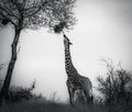 Giraffe in Tsavo West National Park Kenya East Africa.Eating. Black And White Royalty Free Stock Photo