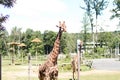Giraffe at Turtleback zoo in New Jersey Royalty Free Stock Photo