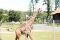 Giraffe at Turtleback zoo in New Jersey Royalty Free Stock Photo