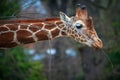 Giraffe with twigs Royalty Free Stock Photo