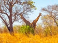 Giraffe twins under the tree Royalty Free Stock Photo