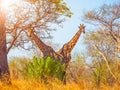 Giraffe twins under the tree Royalty Free Stock Photo