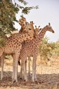 Giraffe with two babies,Koure, Niger Royalty Free Stock Photo