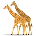 Giraffe, two giraffes isolated on white background. Vector illustration