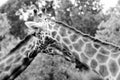 Giraffe two head and neck BW Royalty Free Stock Photo