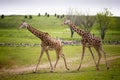 Giraffe Royalty Free Stock Photo