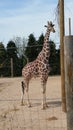 Giraffe Royalty Free Stock Photo