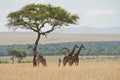 Giraffe under a tree in the Masai Mara, Kenya